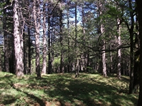 otta delle Femmine27052012 095